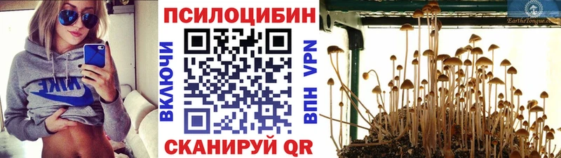 купить наркотики цена  Коряжма  Псилоцибиновые грибы Psilocybe 